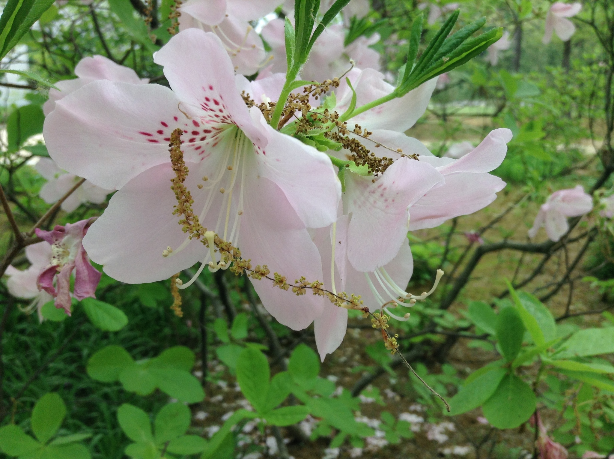 Rhododendron schlippenbachii