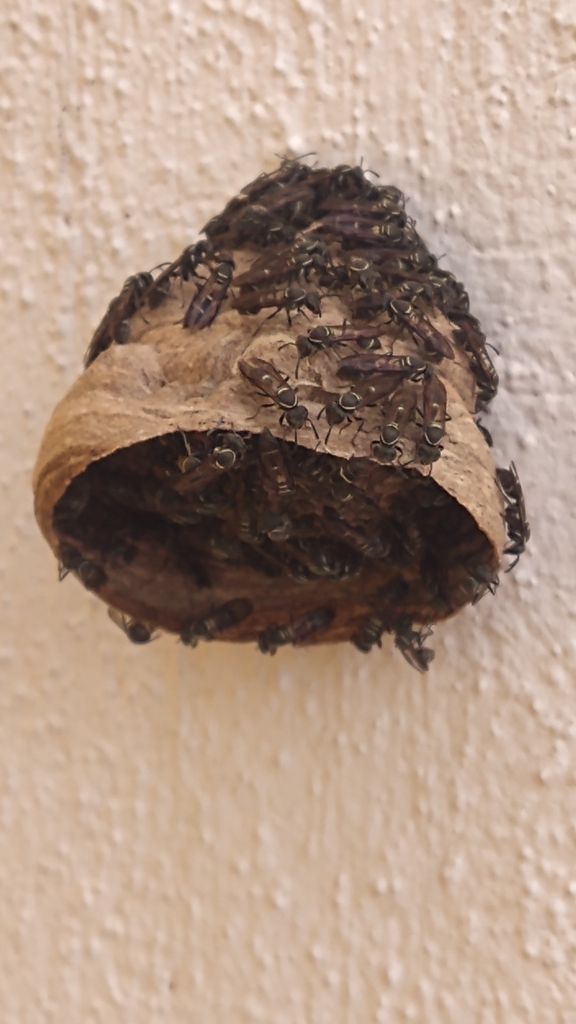 Paper Wasps from San Diego Cutz Dos, Yuc., Mexico on February 28, 2024 ...