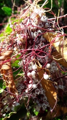 Cuscuta chilensis