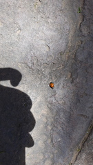 Hippodamia convergens