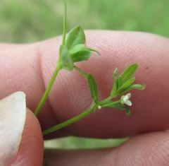 Galium tinctorium
