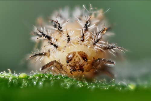 Bryony Ladybird photo 4