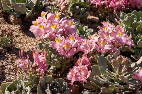 Alstroemeria umbellata (Alstroemeria umbellata)