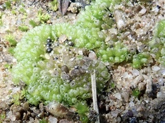 Sphaerocarpos cristatus