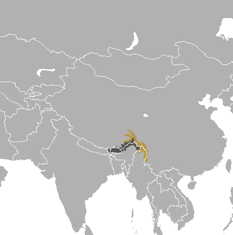 Gongshan Muntjac