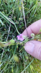 Erodium brachycarpum