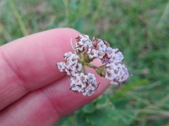 Chromolaena hirsuta