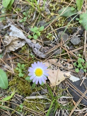 Astranthium ciliatum