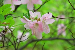 Rhododendron schlippenbachii