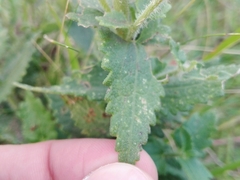 Chromolaena hirsuta