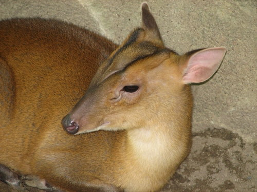 オオツノホエジカ