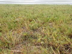 Chloropyron maritimum palustre