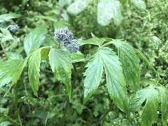 Hydrophyllum virginianum