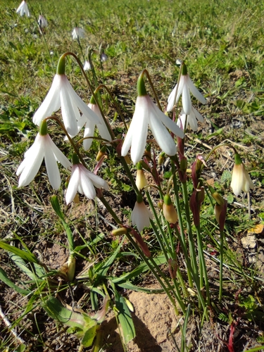 Image of Acis trichophylla by (c) Santiago Martín-Bravo, some rights reserved (CC BY)