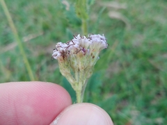 Chromolaena hirsuta