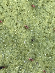 Hesperolabops gelastops