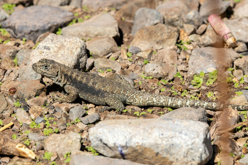 Baños Morales Smooth-throated Lizard, Liolaemus valdesianus