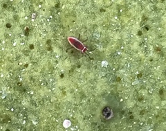 Hesperolabops gelastops