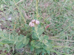 Chromolaena hirsuta