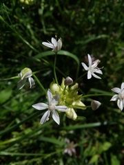 Allium canadense canadense