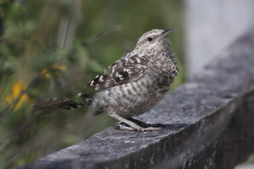 Fasciated Wren (Campylorhynchus fasciatus), photo 10