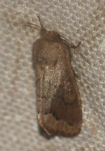 Garman's Quaker photo 3