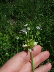 Allium canadense canadense