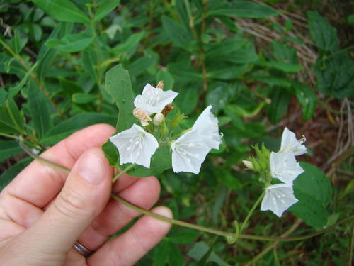 Jacquemontia paniculata (Jacquemontia paniculata)