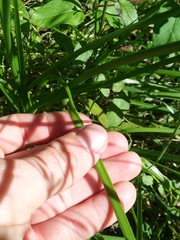 Allium canadense canadense