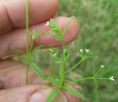 Galium tinctorium