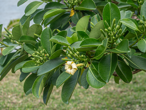 Image of Fagraea berteroana by (c) rainerburkard, some rights reserved (CC BY)
