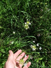 Allium canadense canadense