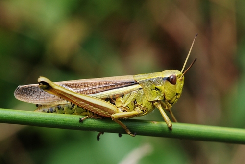 Large Marsh Grasshopper