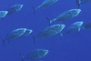 Mackerel Tuna - Photo (c) Mark Rosenstein, some rights reserved (CC BY-NC), uploaded by Mark Rosenstein