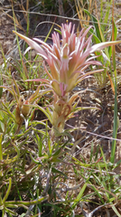 Castilleja sessiliflora