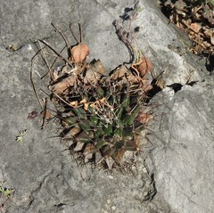 Mammillaria melanocentra melanocentra
