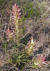 Castilleja sessiliflora