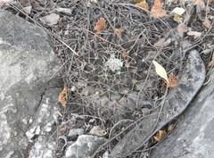 Mammillaria melanocentra melanocentra