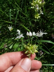 Allium canadense canadense