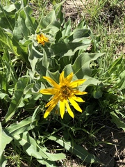 Wyethia glabra