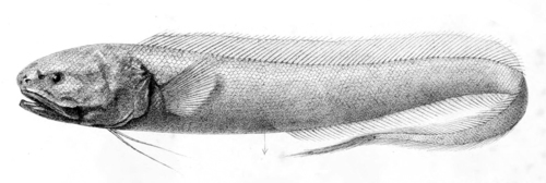 Assfish (Genus Bassozetus) · iNaturalist