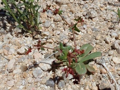 Centrostegia thurberi