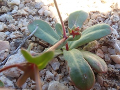 Centrostegia thurberi