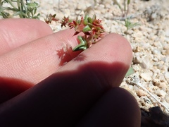 Centrostegia thurberi