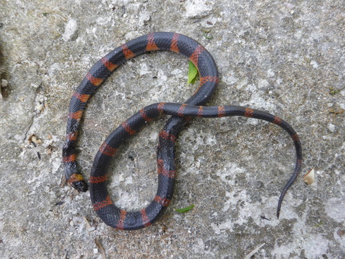 Terrestrial Snail Sucker, Geophis sartorii