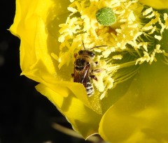 Melissodes communis communis