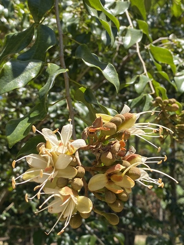 Hymenaea fariana