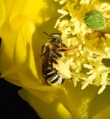 Melissodes communis communis