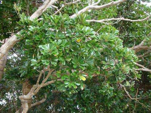 Abebaia dissecta (Abebaia dissecta)