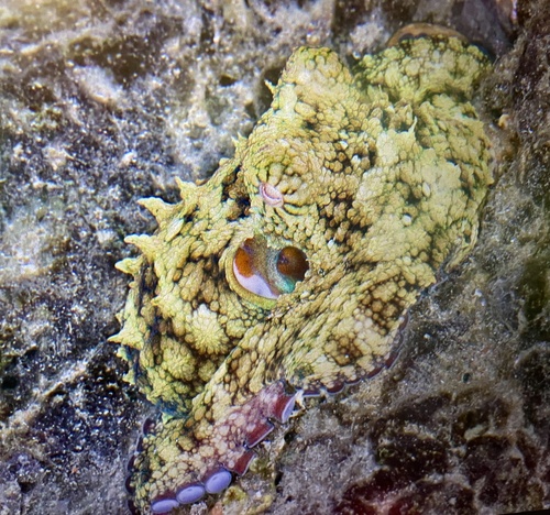 Hubb's Octopus